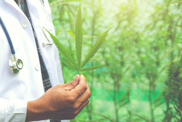 How a Medical Cannabis Physician Helps in Your Wellness Journey
